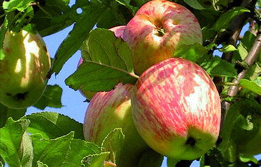 Apfelbaum im Sortengarten | © Zori direolf