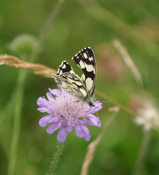 Gefährdete Schmetterlinge - eine Exkursion in die Wiesenwelt | © Svenja Albrecht