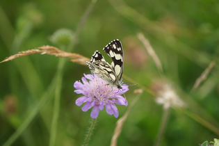 Gefährdete Schmetterlinge - eine Exkursion in die Wiesenwelt | © Svenja Albrecht