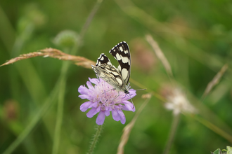 Gefährdete Schmetterlinge: Exkursion in die Wiesen am Naturparkzentrum | © Svenja Albrecht