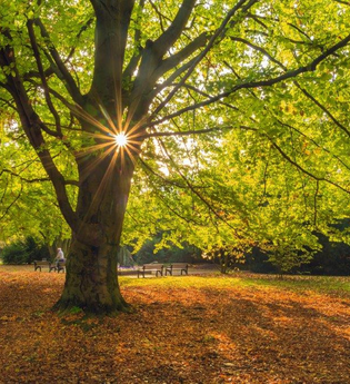 Das Bild zeigt einen großen Baum mit hellgrünen und gelben Blättern. Die Sonne scheint zwischen den Spaltungen des Stammes hindurch. Die grüne Wiesenfläche ist von braunem Laub bedeckt.