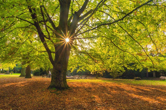 Das Bild zeigt einen großen Baum mit hellgrünen und gelben Blättern. Die Sonne scheint zwischen den Spaltungen des Stammes hindurch. Die grüne Wiesenfläche ist von braunem Laub bedeckt.