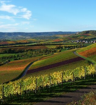 Brackenheim Zweifelberg | Regine Sommerfeld | Weinerlebnisführerin | HeilbronnerLand | © Regine Sommerfeld