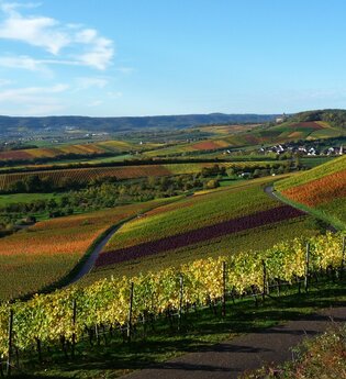 Brackenheim Zweifelberg | Regine Sommerfeld | Weinerlebnisführerin | HeilbronnerLand | © Regine Sommerfeld