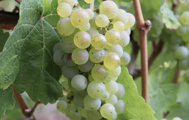 Wein | Weintrauben | WeinErlebnisTour | Daisy Knisel | HeilbronnerLand | © Daisy Knisel