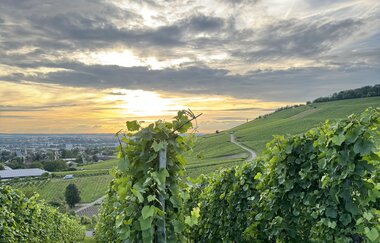 Ausblick am Wartberg Heilbronn | © Die Weinschmeckerin Nicole Halter
