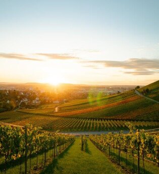 Das Bild zeigt einen Weinberg im goldenen Licht der untergehenden Sonne. Die sorgfältig angeordneten Weinreben ziehen sich über sanfte Hügel, während am Horizont eine Stadt in warmen Farben schimmert. Der klare Himmel rundet die friedvolle Szenerie ab.