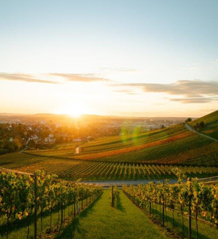 Das Bild zeigt einen Weinberg im goldenen Licht der untergehenden Sonne. Die sorgfältig angeordneten Weinreben ziehen sich über sanfte Hügel, während am Horizont eine Stadt in warmen Farben schimmert. Der klare Himmel rundet die friedvolle Szenerie ab.