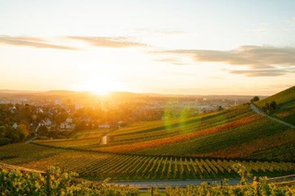 Das Bild zeigt einen Weinberg im goldenen Licht der untergehenden Sonne. Die sorgfältig angeordneten Weinreben ziehen sich über sanfte Hügel, während am Horizont eine Stadt in warmen Farben schimmert. Der klare Himmel rundet die friedvolle Szenerie ab.