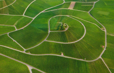 Das Bild zeigt die Weinreben und Wanderwege eines Weinbergs aus der Vogelperspektive. Die strahlende grüne Farbe wirkt friedlich und einladend.