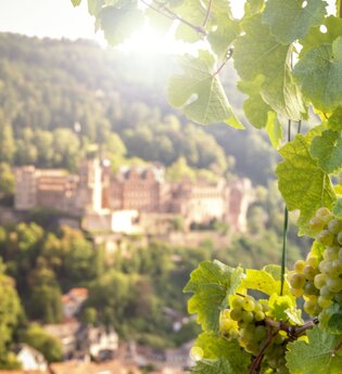 Weinreben, im Hintergrund das Heidelberger Schloss | © Heidelberg Marketing GmbH, Foto Tobias Schwerdt