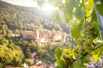 Weinreben, im Hintergrund das Heidelberger Schloss | © Heidelberg Marketing GmbH, Foto Tobias Schwerdt