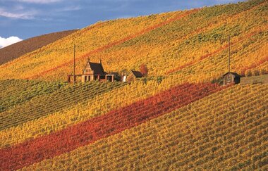 Das Bild zeigt einen Hang eines Weinbergs, der mit grünen, gelben und roten Weinreben bedeckt ist. In Mitten der Felder sieht man zwei kleine Gebäude. Sie Sonne strahlt auf den Hügel, der Himmel ist fast wolkenlos.