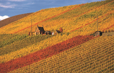 Das Bild zeigt einen Hang eines Weinbergs, der mit grünen, gelben und roten Weinreben bedeckt ist. In Mitten der Felder sieht man zwei kleine Gebäude. Sie Sonne strahlt auf den Hügel, der Himmel ist fast wolkenlos.