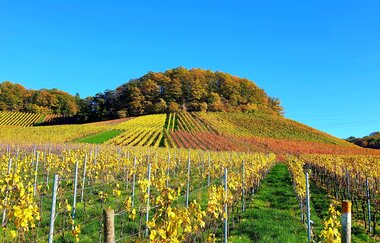 Heuchelberg auf Rad und Pfad | E-Bike Tour