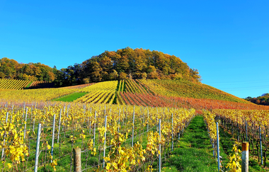 Heuchelberg auf Rad und Pfad | E-Bike Tour