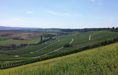 Heuchelberg auf Rad und Pfad | E-Bike Tour