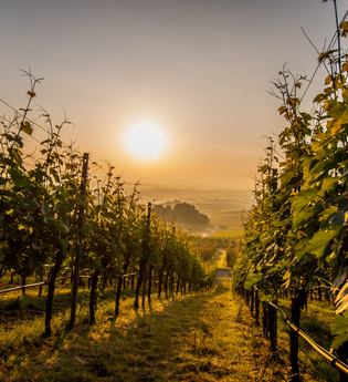 Sonnenaufgang in den Brackenheimer Weinbergen | Weinsüden Weinort Brackenheim | © Kraichgau-Stromberg Tourismus e.V.