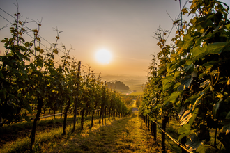 Sonnenaufgang in den Brackenheimer Weinbergen | Weinsüden Weinort Brackenheim | © Kraichgau-Stromberg Tourismus e.V.