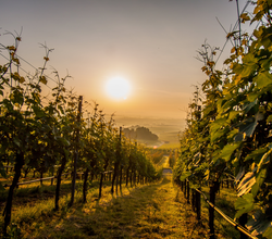 Sonnenaufgang in den Brackenheimer Weinbergen | Weinsüden Weinort Brackenheim | © Kraichgau-Stromberg Tourismus e.V.