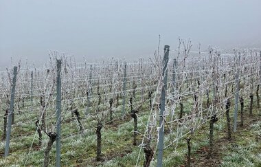 Käse & WeinWanderung | © Ute Schmidt