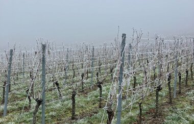 Käse & WeinWanderung | © Ute Schmidt
