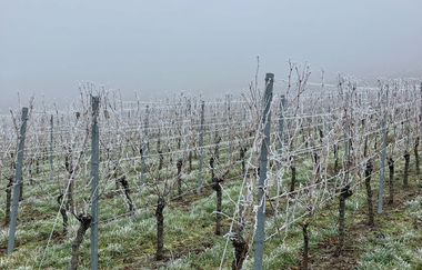 Käse & WeinWanderung | © Ute Schmidt