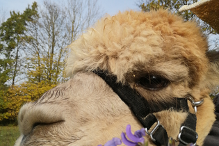 Kräuterführung mit Alpakas