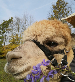 Kräuterführung mit Alpakas | © Stadt Bönnigheim
