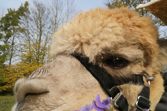 Kräuterführung mit Alpakas | © Stadt Bönnigheim