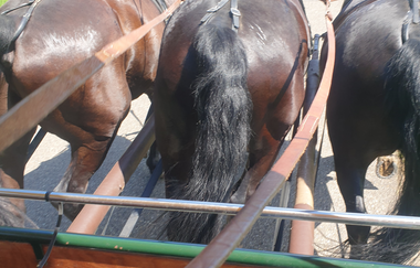 Der Blick von dem Kutschführer auf drei Pferde, die Kutsche oder Planwagen ziehen | © Touristikgemeinschaft Hohenlohe e.V. | Fahrstall Wieland