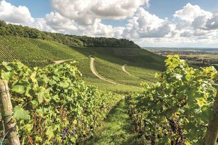 Landauf Landab - Busbegleitung durch das Zabergäu | © Neckar-Zaber-Tourismus e.V.