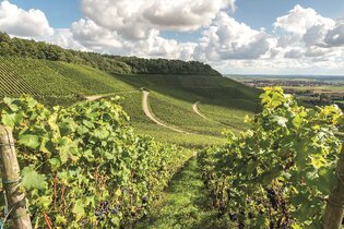 Landauf Landab - Busbegleitung durch das Zabergäu | © Neckar-Zaber-Tourismus e.V.