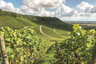 Pauschalangebot | Streifzug  auf 3 Rädern | Blick über die Weinberge | Brackenheim-Dürrenzimmern | Weinsüden Weinort | © Neckar-Zaber-Tourismus e.V.