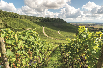 Pauschalangebot | Streifzug  auf 3 Rädern | Blick über die Weinberge | Brackenheim-Dürrenzimmern | Weinsüden Weinort | © Neckar-Zaber-Tourismus e.V.