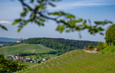 Blick auf den Weinausschank am Zweifelberg in Brackenheim | © Neckar-Zaber-Tourismus e.V.