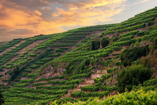 Steillagen "Lauffener Katzenbeißer" | Lauffen am Neckar | HeilbronnerLand | © Touristikgemeinschaft HeilbronnerLand e.V.