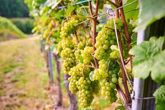 Grüne Weintrauben in Brackenheim-Neipperg | © Neckar-Zaber-Tourismus e.V.