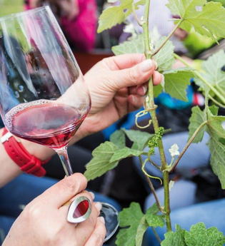 Mission Traubengenuss | © Heilbronn Marketing GmbH