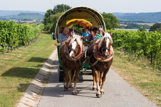 Kutschfahrt durch die Weinberge | © Hohenlohe Künzelsau | Wein & Bett Weihrecht