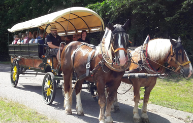 Planwagenfahrt mit Pferden | © Hohenlohe Künzelsau | Wein & Bett Weihbrecht