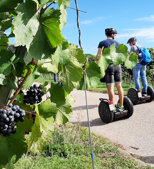 Segway Tour durch die Weinberge mit Anke Schäffer | HeilbronnerLand