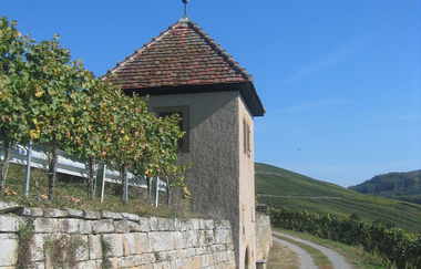 Weinberge | Weinerlebnisführung mit Anke Schäffer | HeilbronnerLand | © Anke Schäffer