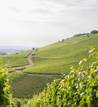 Das Bild zeigt eine idyllische Weinberglandschaft mit sanften Hügeln und grünen Reben. Mehrere Wege führen durch den Weinberg, während im Hintergrund die weite Landschaft und ein ferner Horizont sichtbar sind. Die Szenerie wirkt ruhig und einladend.