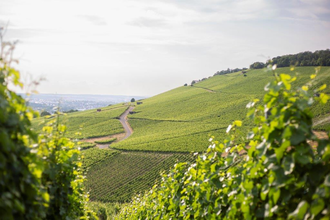 Das Bild zeigt eine idyllische Weinberglandschaft mit sanften Hügeln und grünen Reben. Mehrere Wege führen durch den Weinberg, während im Hintergrund die weite Landschaft und ein ferner Horizont sichtbar sind. Die Szenerie wirkt ruhig und einladend.