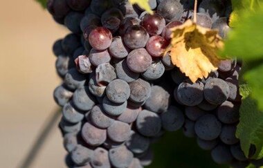 Nahaufnahme einer Traube mit einzelnen Weintrauben in violett bis dunkelblaun.  Die Trauben sind dicht beieinander und zeigen verschiedene Nuancen.  Grüne Blätter umgeben die Traube und man kann das Sonnenlicht, welches darauf scheint wahrnehmen
