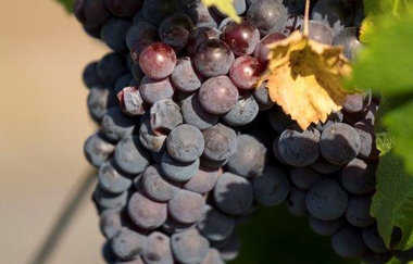 Nahaufnahme einer Traube mit einzelnen Weintrauben in violett bis dunkelblaun.  Die Trauben sind dicht beieinander und zeigen verschiedene Nuancen.  Grüne Blätter umgeben die Traube und man kann das Sonnenlicht, welches darauf scheint wahrnehmen