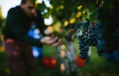 Christoph Golter bei der Weinlese | Ilsfeld | Heilbronner Land