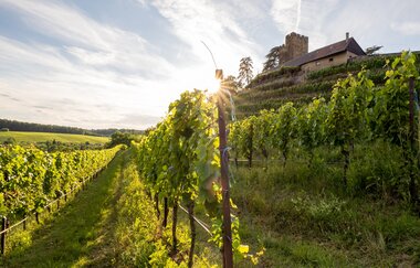 Brackenheim Natur & Wein | Weinfest im Weinsüden Weinort Brackenheim | © Neckar-Zaber-Tourismus e.V.