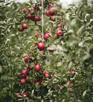 Reiche Apfelernte – ein Baum voller rot glänzender Früchte im Herzen des Land der 1000 Hügel | © Tourimia Tourismus GmbH
